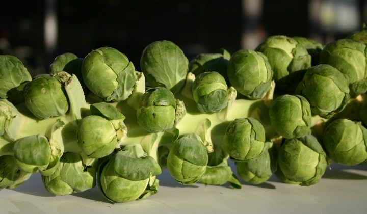 gladius brussel sprout bushels gladius brussel sprout bushels
