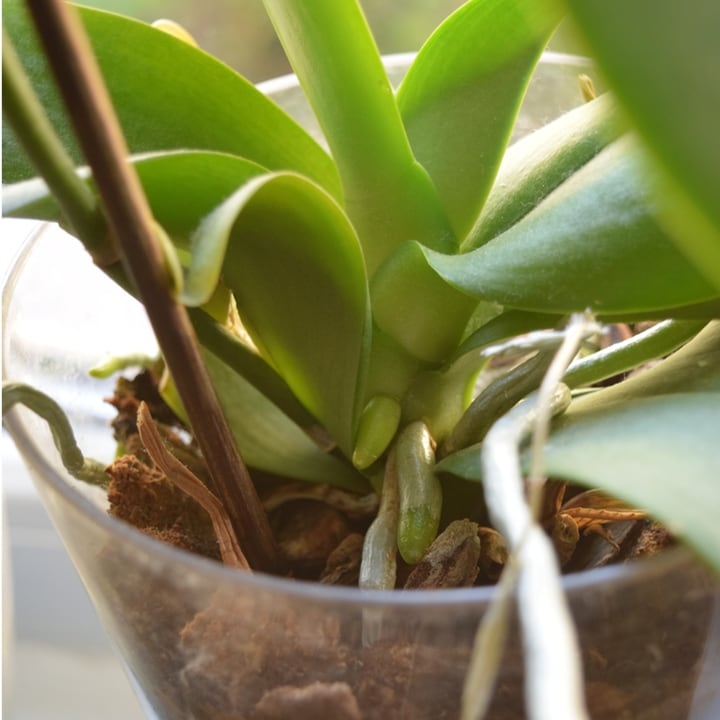 glass orchid plant pot