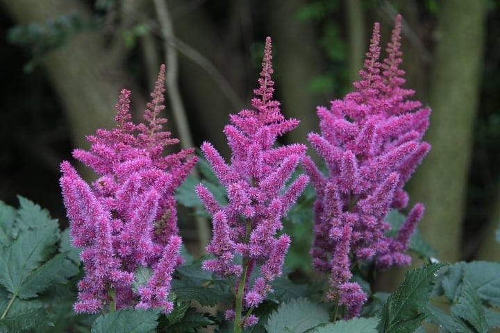 gorgeous astilbe flowering shade plant gorgeous astilbe flowering shade plant