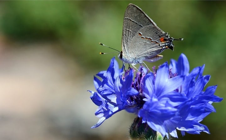 grey hairsteak butterfly on a backelor buttons flower grey hairsteak butterfly on a backelor buttons flower