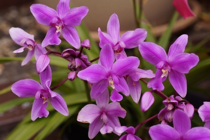 ground orchid shade perennial ground orchid shade perennial
