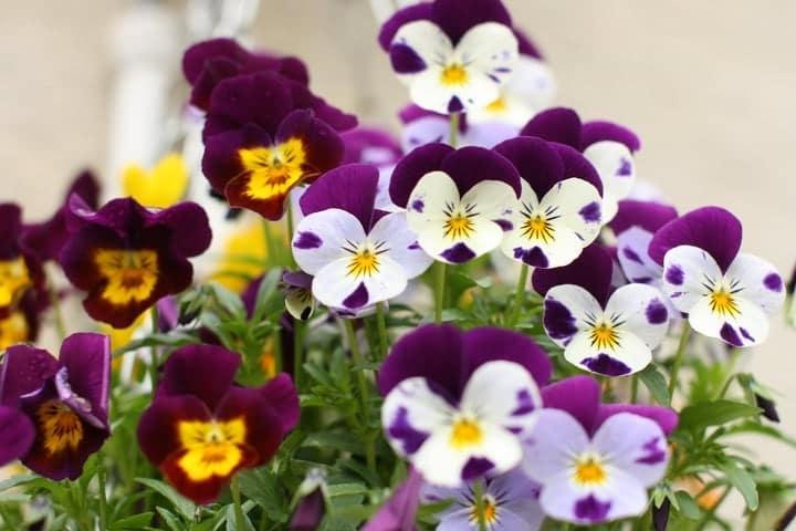 growing edible flowers growing edible flowers