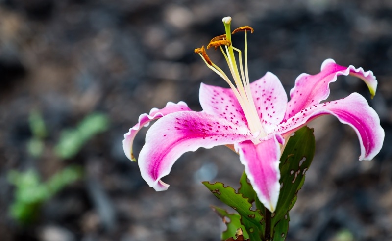 growing lily flower from seed growing lily flower from seed
