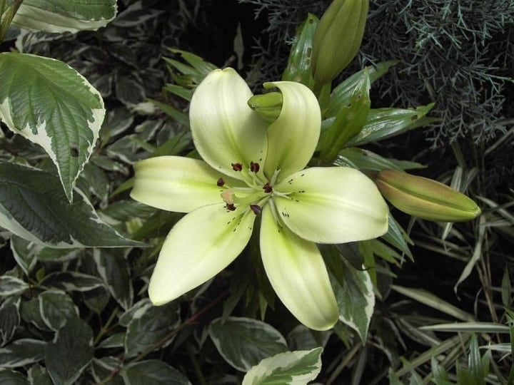 growing lily flower growing lily flower