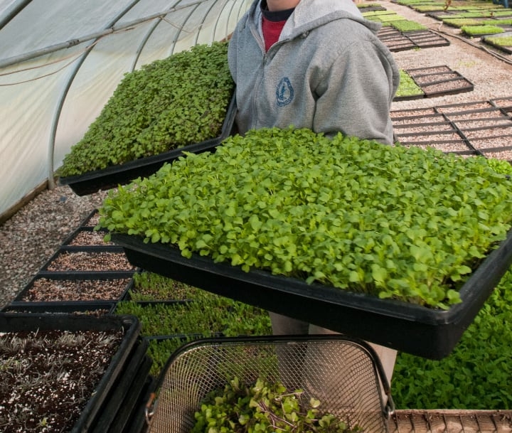 growing microgreens is labor intensive growing microgreens is labor intensive