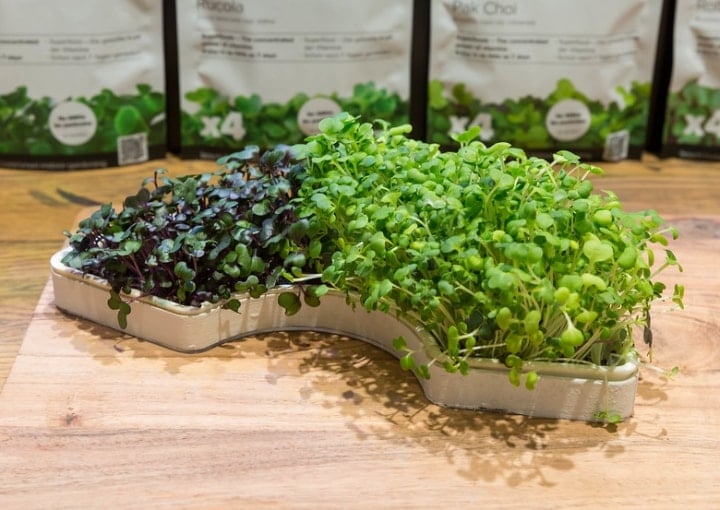 growing microgreens on your own growing microgreens on your own
