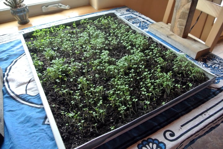 growing microgreens growing microgreens