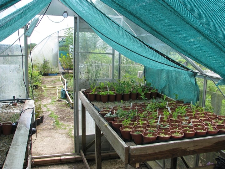 growing your own food in a greenhouse growing your own food in a greenhouse