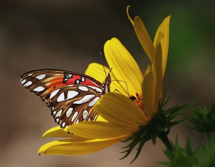 gulf fritillary butterfly on a sunflower gulf fritillary butterfly on a sunflower