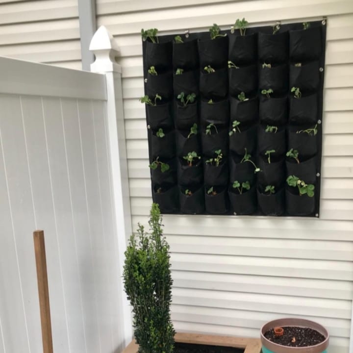hanging planted wall outside hanging planted wall outside