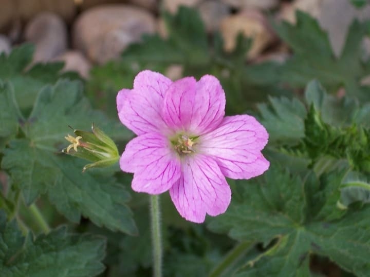 hardy geranium indoor shade plant hardy geranium indoor shade plant