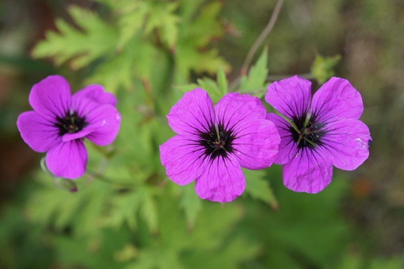 hardy geranium hardy geranium