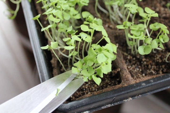 harvesting microgreens with scissors harvesting microgreens with scissors
