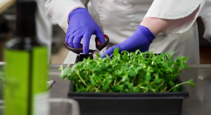harvesting microgreens harvesting microgreens