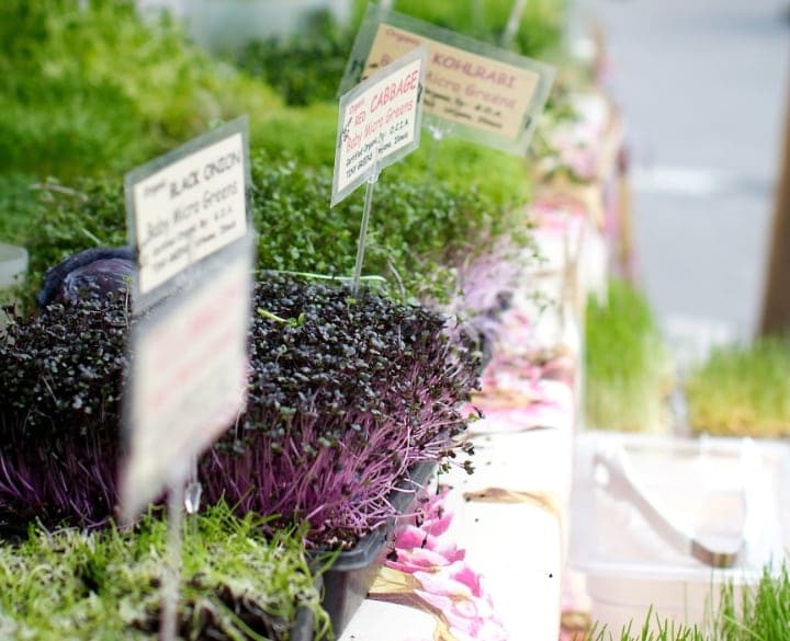 health benefits of microgreens health benefits of microgreens