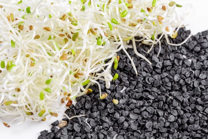healthy onion microgreens healthy onion microgreens