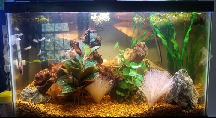 healthy plants in an aquarium filled with high quality water healthy plants in an aquarium filled with high quality water