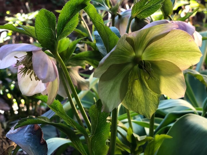 hellebore shade perennial plant hellebore shade perennial plant