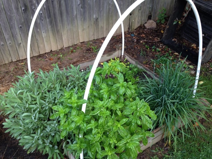 herb garden for making pasta herb garden for making pasta