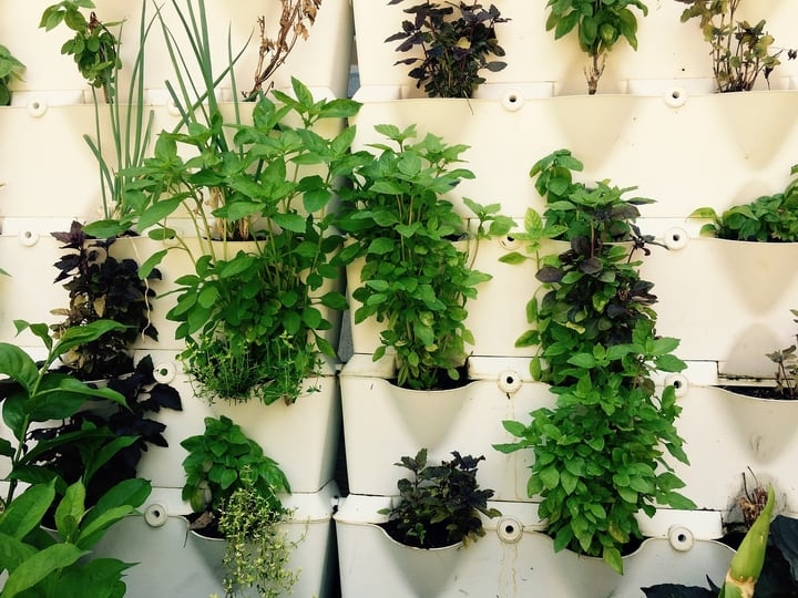 herb hydroponic garden herb hydroponic garden