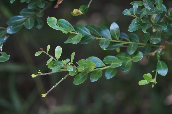 hetz japanese holly shade loving shrubs hetz japanese holly shade loving shrubs