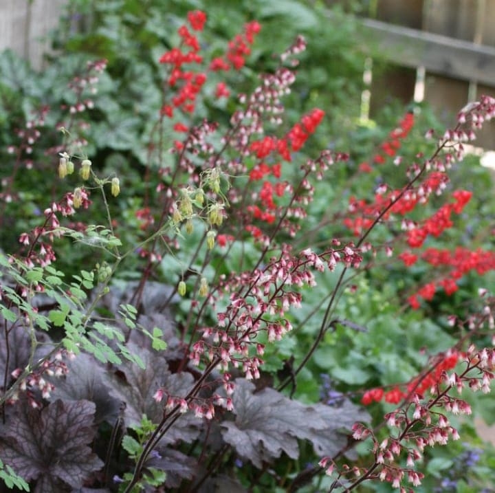 heuchera deep shade plant heuchera deep shade plant