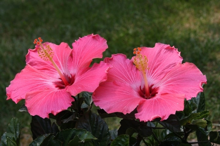 Washington Nationals White Porcelain Flower Pink Hibiscus All Over