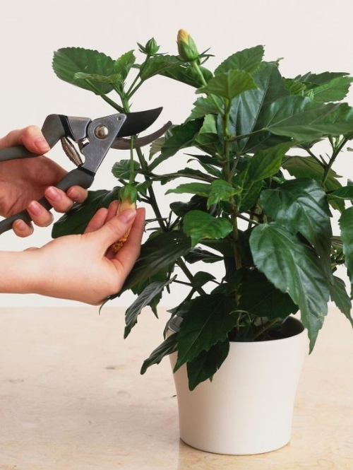 Hibiscus Pruning Hibiscus Pruning