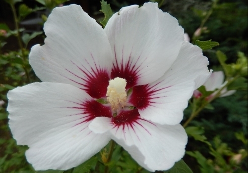 Hibiscus Plant Easy Guide: How To Grow And Care For It - Foter