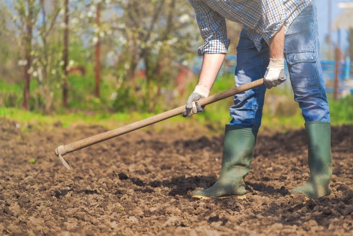 hoeing the soil for vegetables to grow