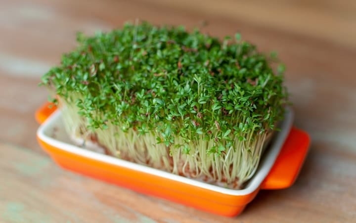 home grown healthy microgreens home grown healthy microgreens