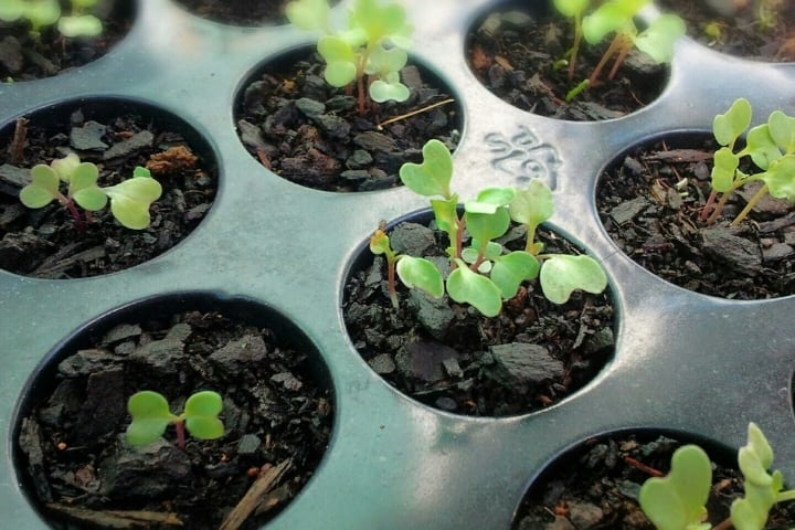 homegrown broccoli microgreen homegrown broccoli microgreen