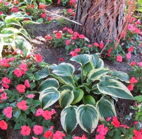 hosta and impatients shade loving plants unnder a tree hosta and impatients shade loving plants unnder a tree