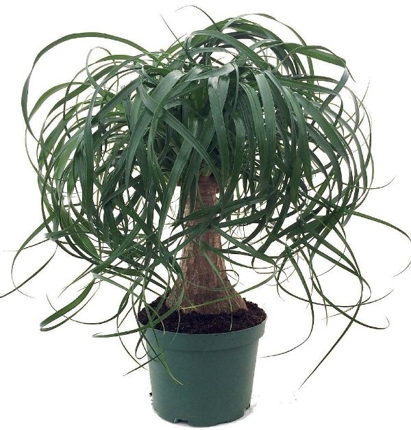 House Plants Delivery Ponytail Palm House Plants Delivery Ponytail Palm