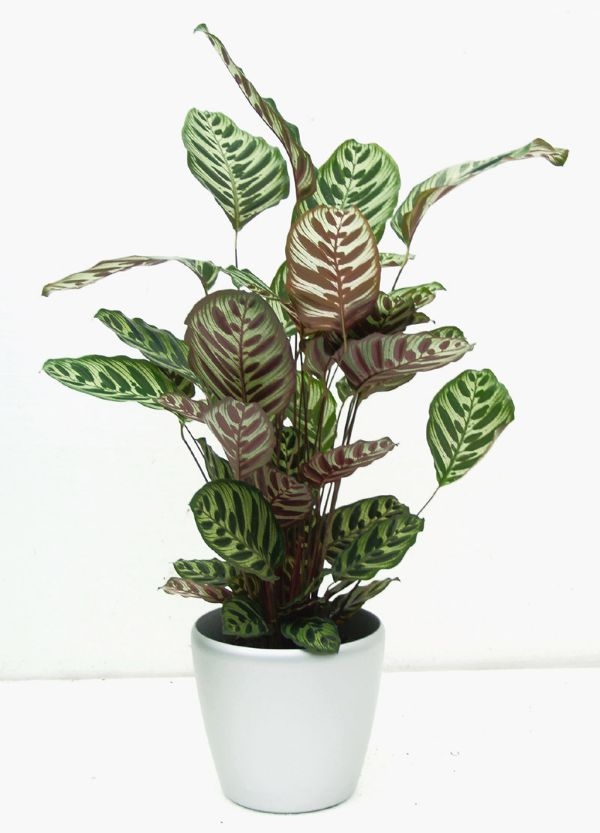 House Plants Low Light House Plants Low Light