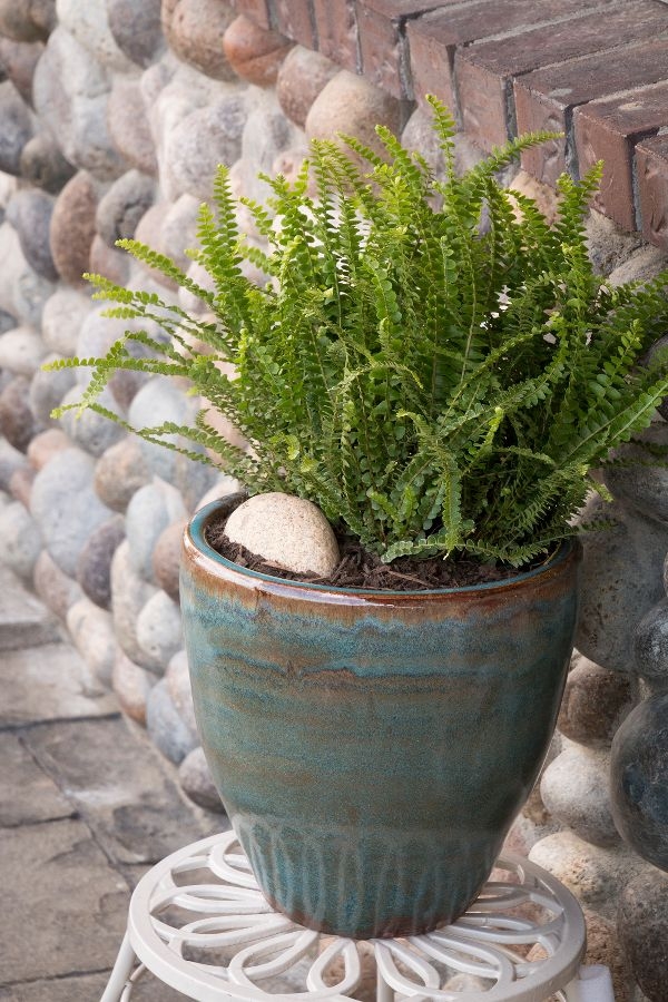 House Plants That Are Safe For Cats House Plants That Are Safe For Cats