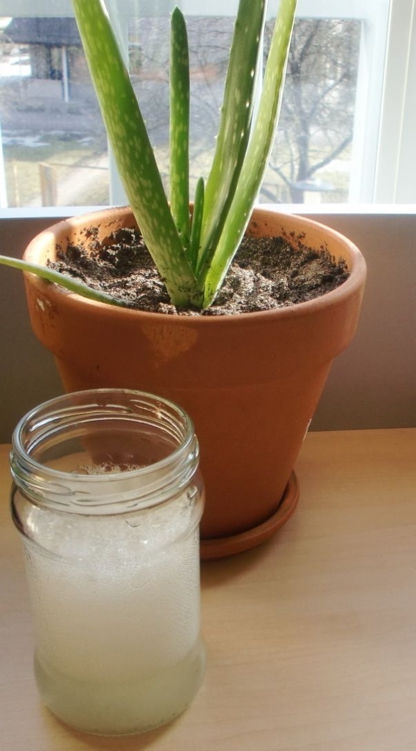 How Often Do You Water An Aloe Plant How Often Do You Water An Aloe Plant