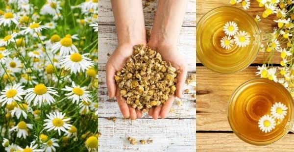 How to Grow Chamomile Herb at Home How to Grow Chamomile Herb at Home