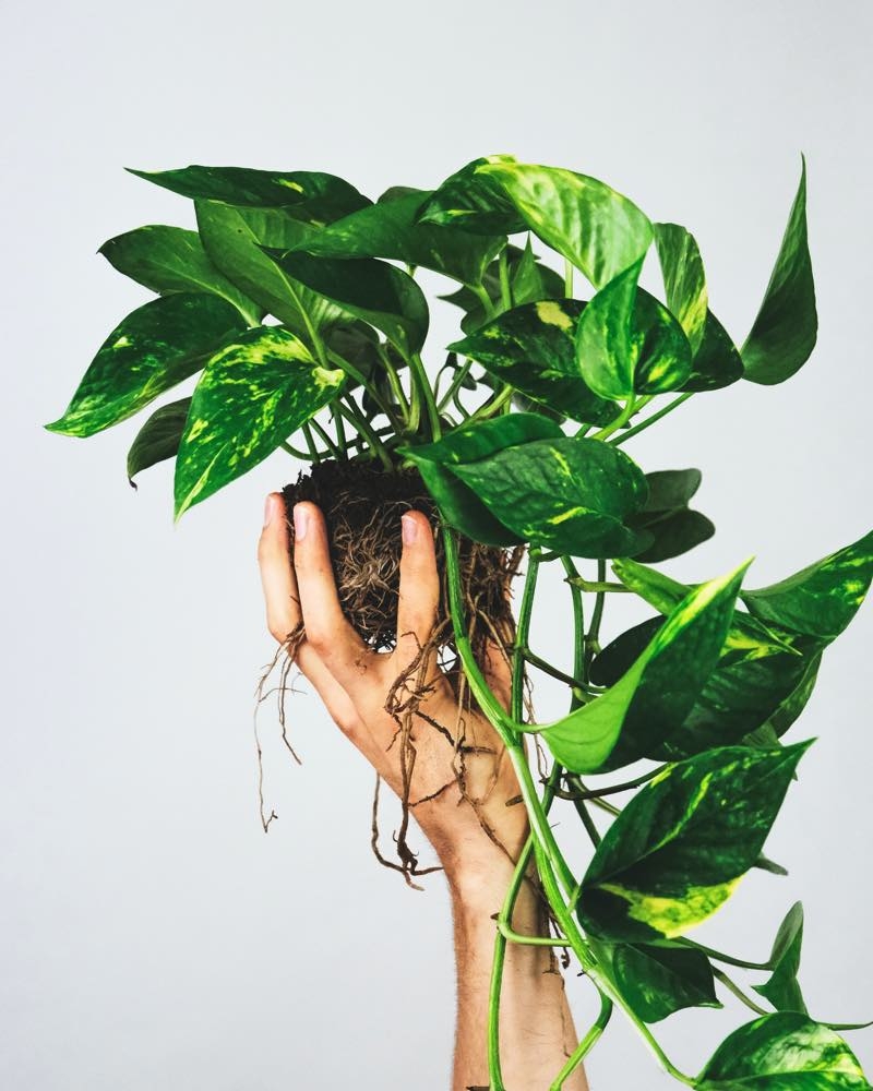 Devil's Ivy Care Guide: How to Grow a Gorgeous Golden Pothos