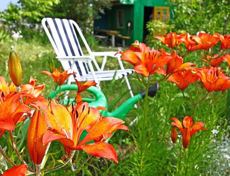 how to grow lilies how to grow lilies