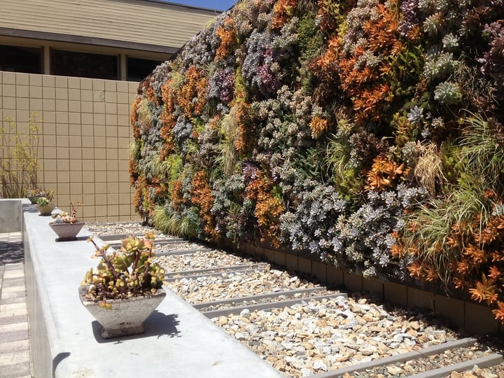 huge backyard succulent wall garden huge backyard succulent wall garden