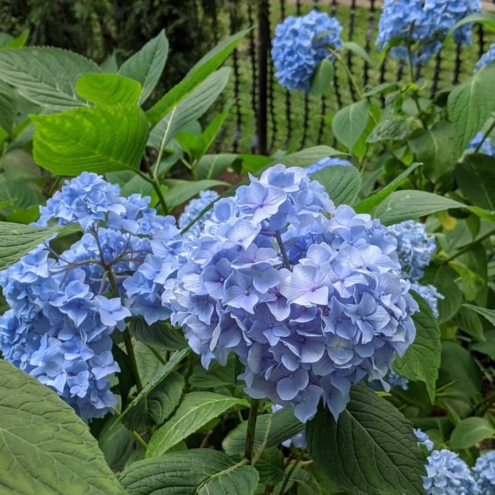 hydrangea flowering shade plant hydrangea flowering shade plant