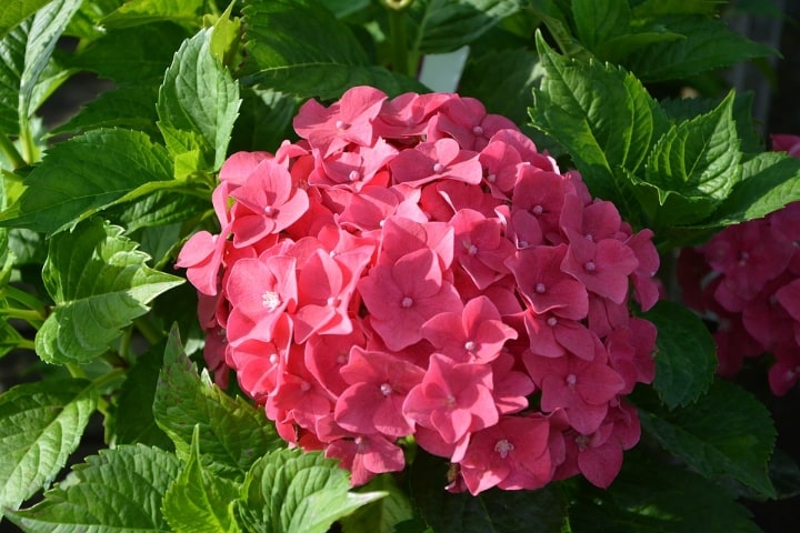 Hydrangea Full Guide: How to Grow and Care for Hydrangeas - Foter