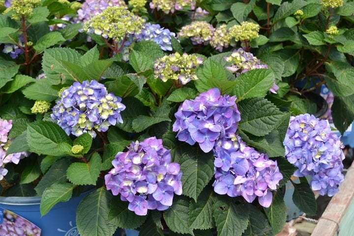 hydrangea macrophylla endless summer bloomstruck hydrangea macrophylla endless summer bloomstruck