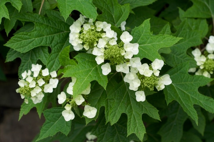 hydrangea quercifolia oakleaf flower hydrangea quercifolia oakleaf flower