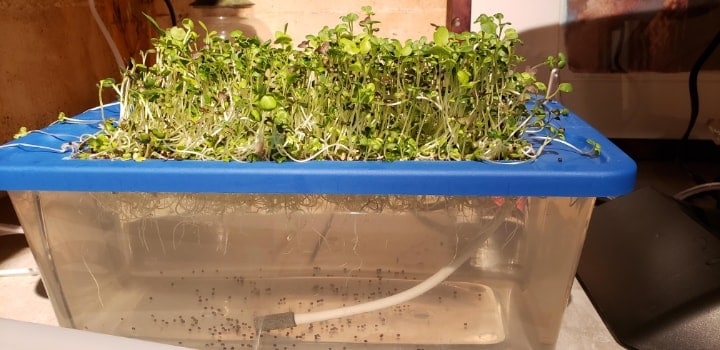 hydroponic microgreen at home hydroponic microgreen at home