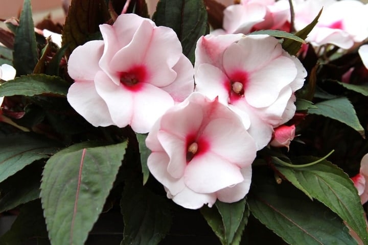 impatiens indoor shade plant impatiens indoor shade plant