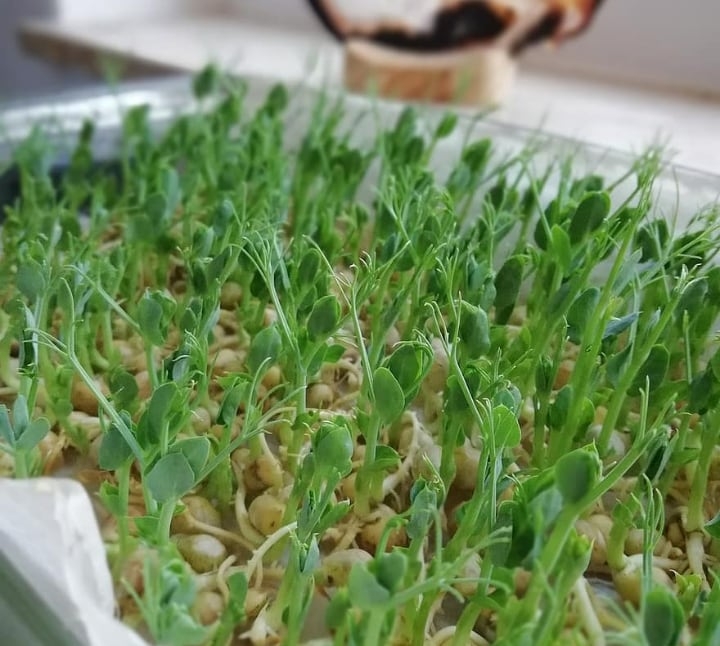 inches tall pea microgreens inches tall pea microgreens