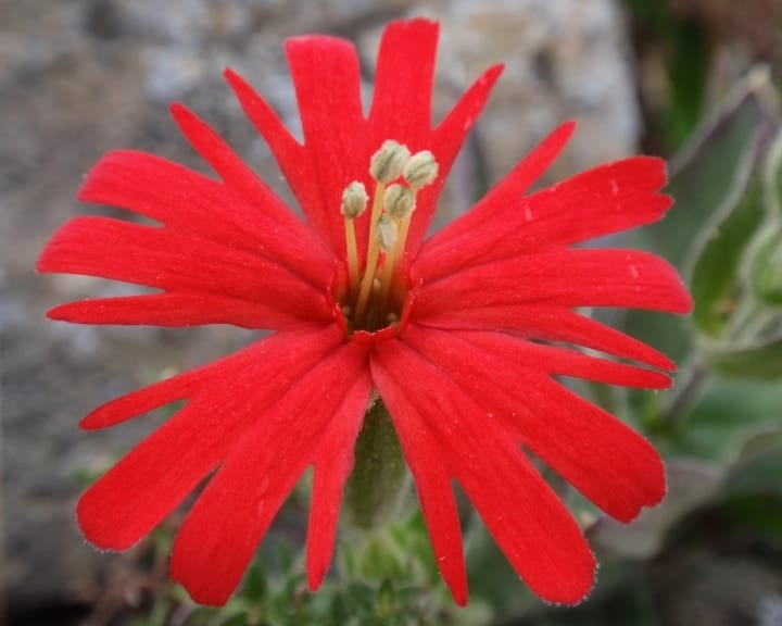 indian pink flowering shade plant indian pink flowering shade plant