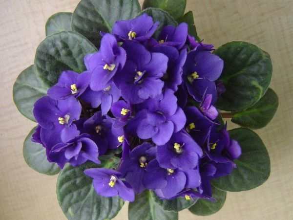 Indoor Common House Plants African Violets Indoor Common House Plants African Violets